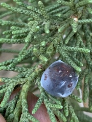 Juniperus grandis