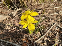 Moraea tricolor