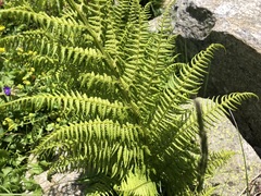 Athyrium distentifolium