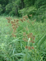 Scirpus atrovirens