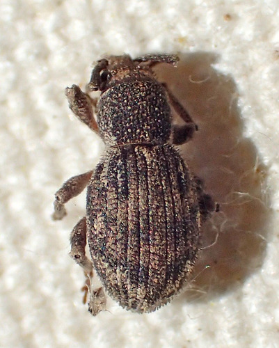 Paraptochus