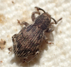 Paraptochus variegatus