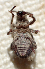 Paraptochus variegatus