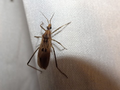 Narvesus carolinensis