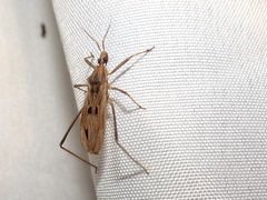 Narvesus carolinensis