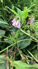 Symphytum officinale