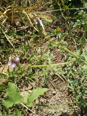 Verbena supina