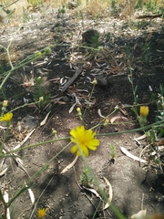 Picris rhagadioloides