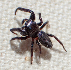 Metaphidippus manni