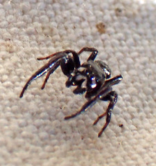 Metaphidippus manni