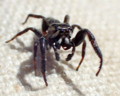 Metaphidippus manni