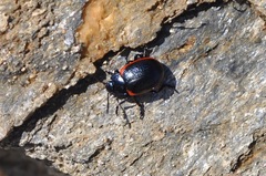 Chrysolina latecincta