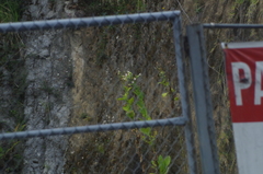 Nicotiana tabacum