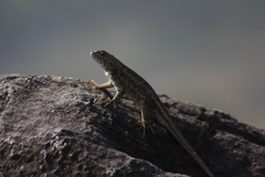 Sceloporus albiventris