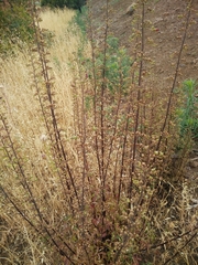 Scrophularia rubricaulis