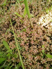Elatine macropoda