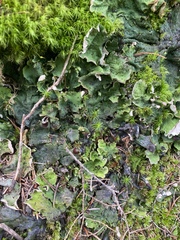 Peltigera britannica