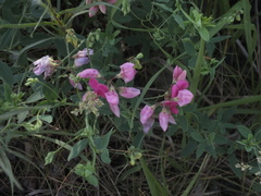 Lathyrus tuberosus