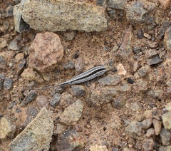 Machilinus aurantiacus