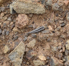 Machilinus aurantiacus