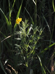 Lathyrus pratensis