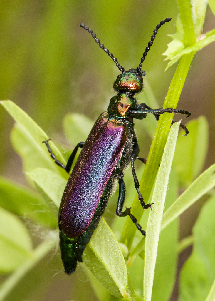 Nuttall's blister beetle