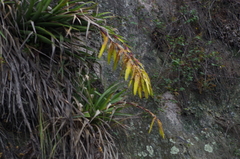 Tillandsia lajensis
