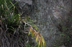 Tillandsia lajensis
