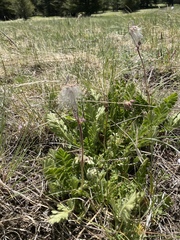 Geum triflorum