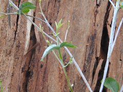 Eucalyptus globulus bicostata