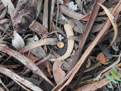 Eucalyptus globulus bicostata