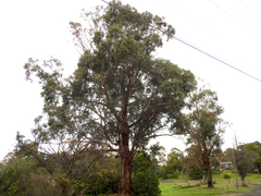 Eucalyptus globulus bicostata