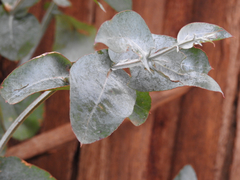 Eucalyptus globulus bicostata