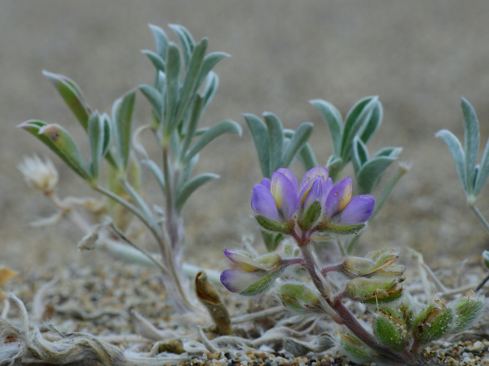 Lupinus tidestromii