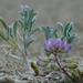 Tidestrøm's Lupine - Photo (c) David Greenberger, some rights reserved (CC BY-NC-ND), uploaded by David Greenberger