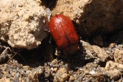 Oreina peirolerii