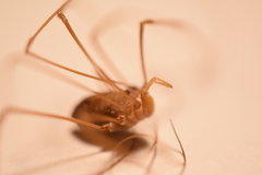 Leiobunum calcar