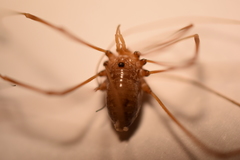 Leiobunum calcar