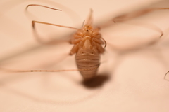 Leiobunum calcar