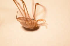 Leiobunum calcar