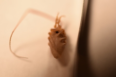 Leiobunum calcar