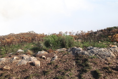 Asparagus lignosus