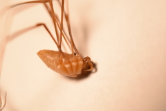 Leiobunum calcar