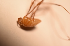 Leiobunum calcar
