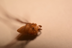 Leiobunum calcar
