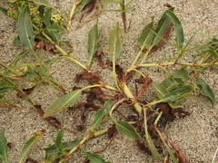 Rumex crassus