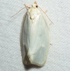 Cenopis pettitana