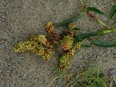 Rumex crassus