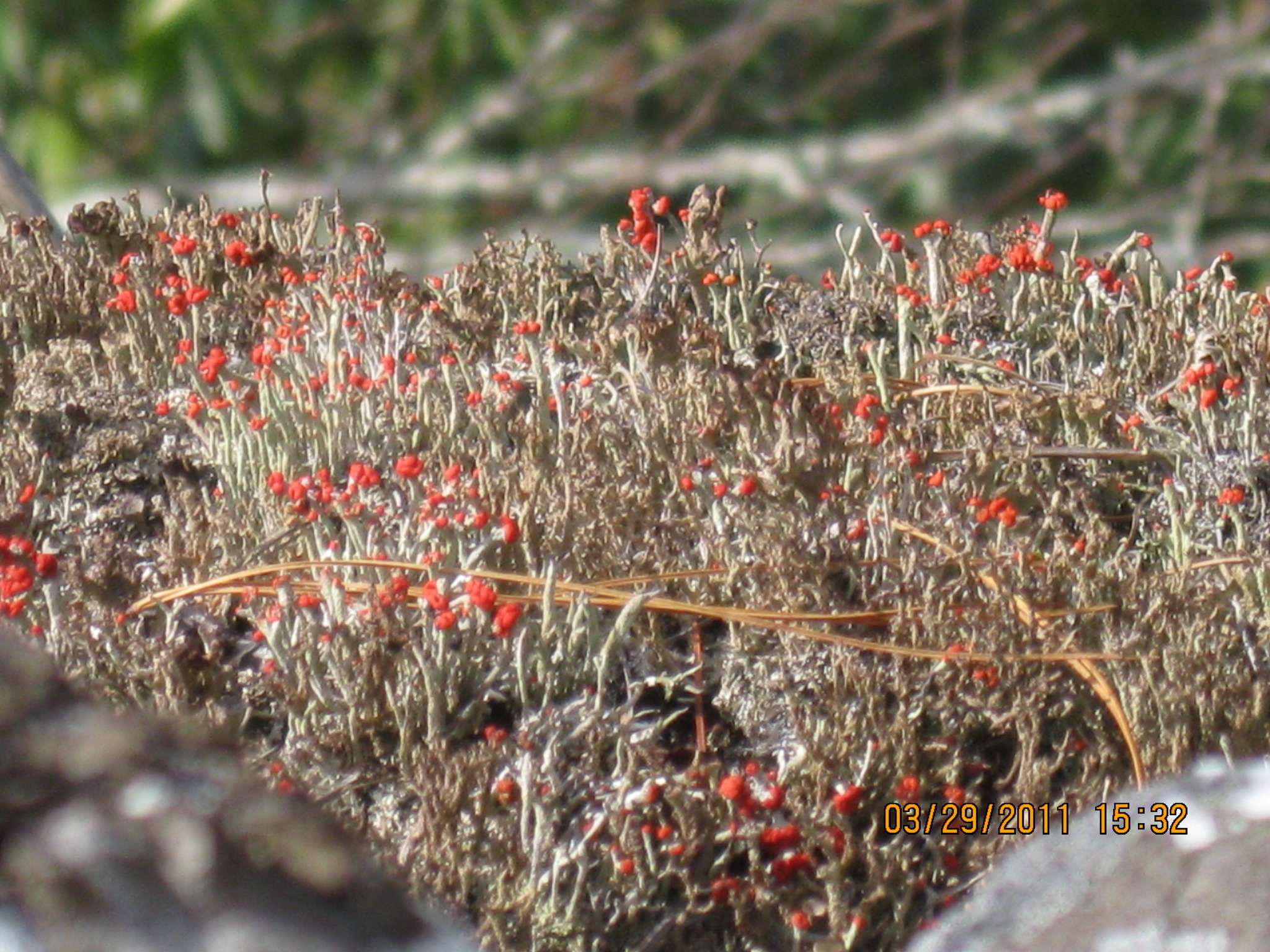 Cladonia cristatella image