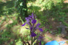 Dactylorhiza elata